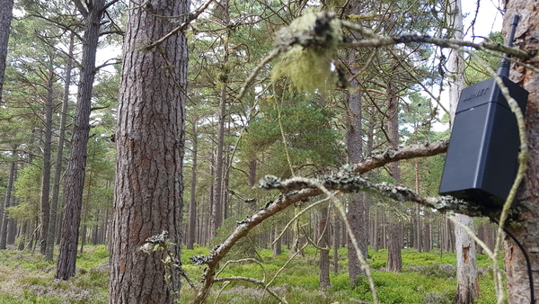 LoRaWAN Air quality sensor in Scottish forest